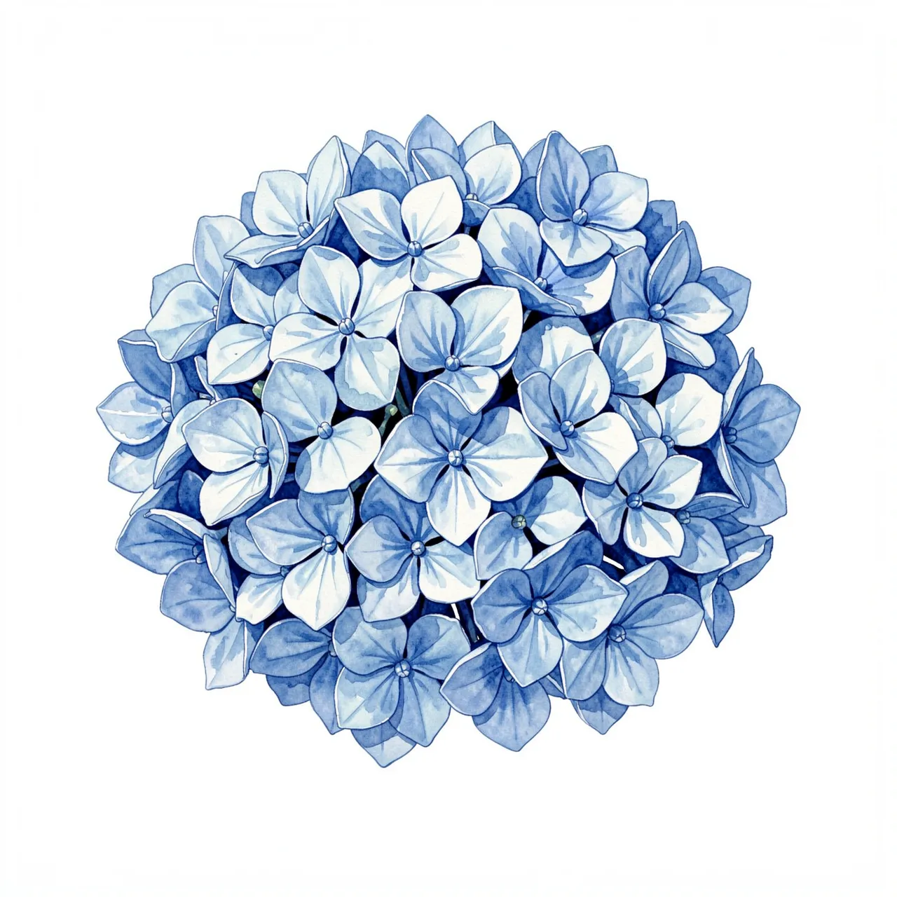 Detailed watercolor illustration of a clustered blue hydrangea flower head on a plain white background