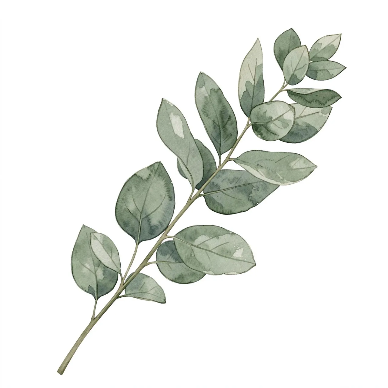 A dusty sage green watercolor eucalyptus sprig isolated on a plain white background