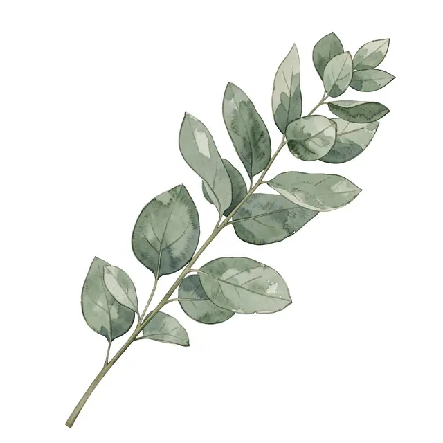 A dusty sage green watercolor eucalyptus sprig isolated on a plain white background