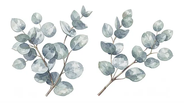 Two hand-painted watercolor eucalyptus sprigs with silvery-blue round leaves on a plain white background