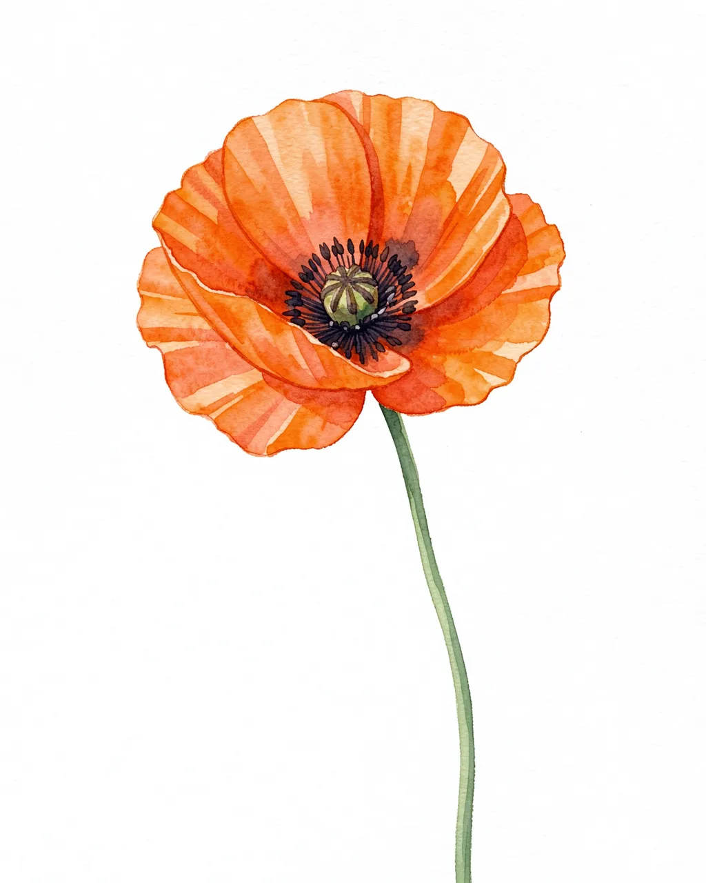 A single watercolor painted orange poppy with a dark center on a curved green stem against white paper