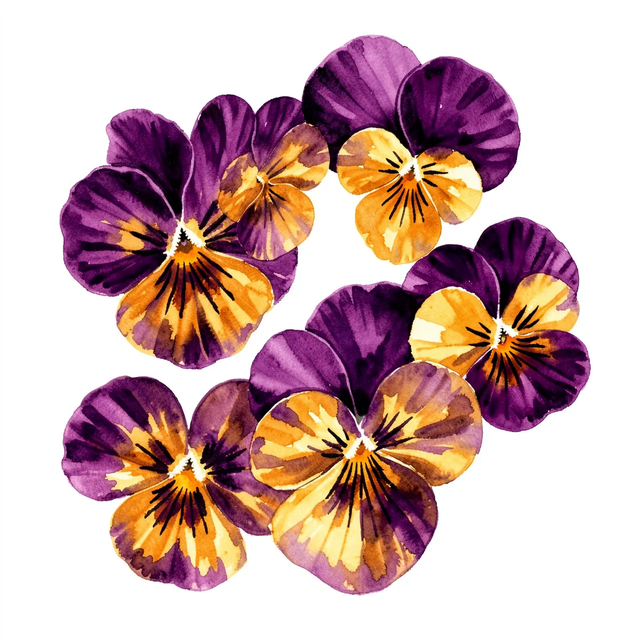Hand-painted purple and golden yellow pansy flowers arranged on a plain white background