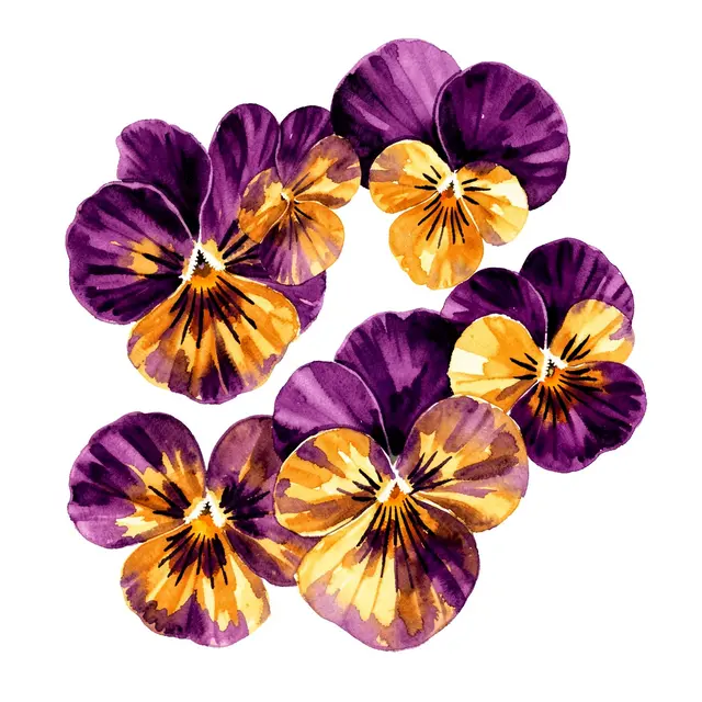 Hand-painted purple and golden yellow pansy flowers arranged on a plain white background