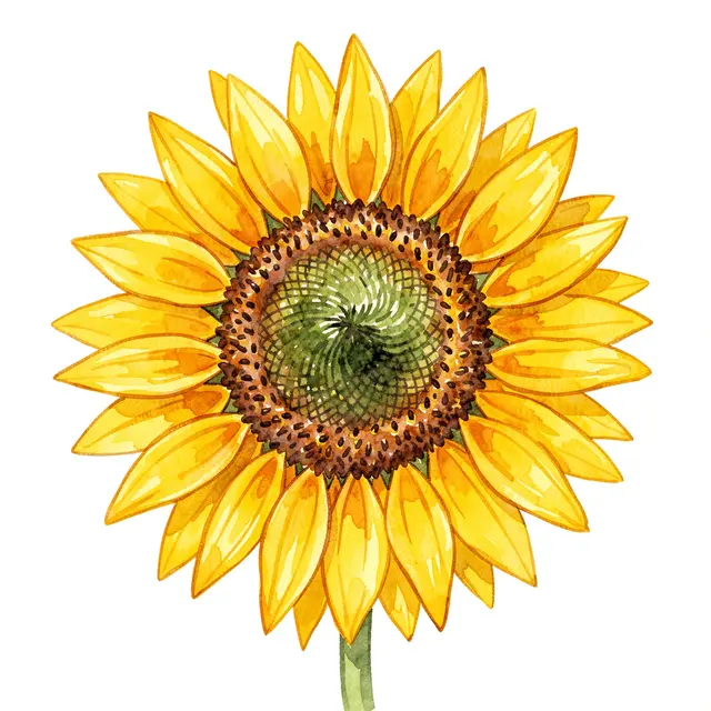 Hand-painted watercolor sunflower with textured seed center on a plain white background