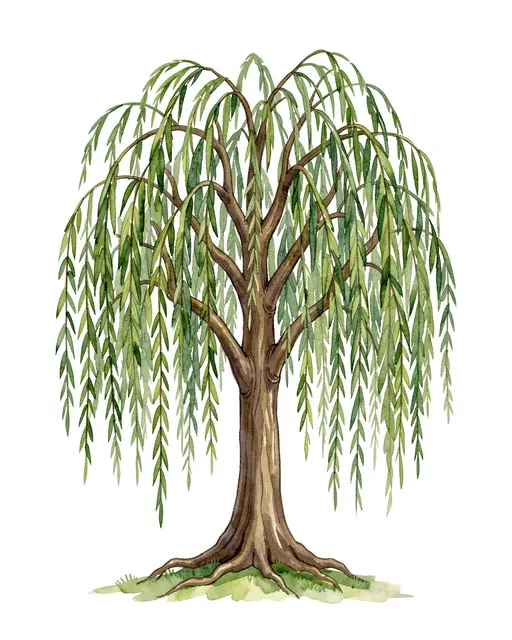 Watercolor illustration of a weeping willow with trailing leafy branches against a plain white background