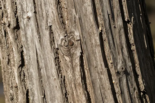 Close-up of deeply furrowed weathered oak bark lit by raking warm sunlight