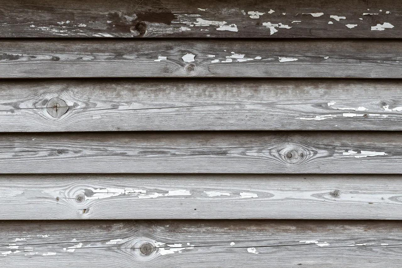 Full frame close up of horizontal dark timber planks with flaking old whitewash under flat overcast light
