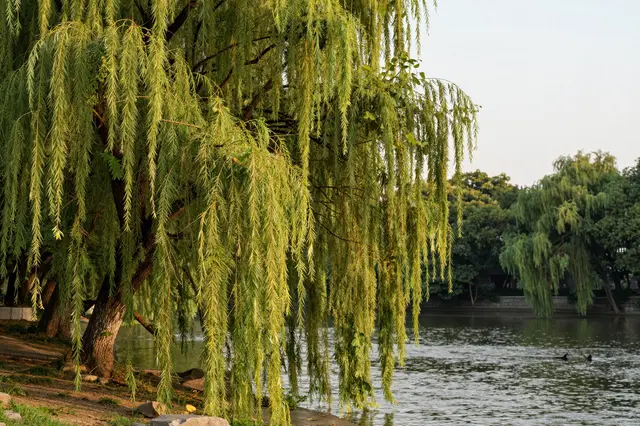 Long weeping willow branches hang over a calm river shore at golden sunset