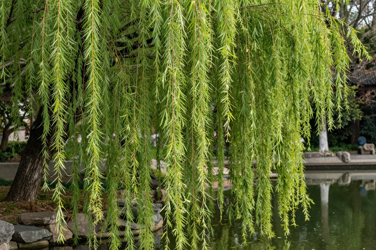 Drooping spring weeping willow branches hang in front of a calm garden pond