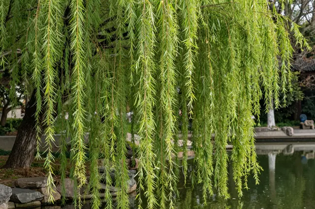 Drooping spring weeping willow branches hang in front of a calm garden pond
