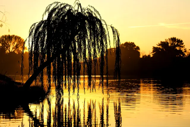 Black silhouette of a leaning weeping willow reflects in calm pond water against a glowing golden evening sky.