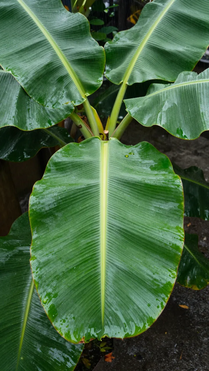Glossy rain-dusted banana leaves with visible water droplets sit in close up view during rainfall.