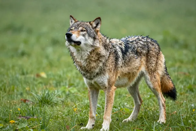 A wet gray wolf stands in a green grassy meadow with airborne water droplets from shaking rain from its fur.