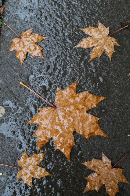 Top view of damp brown maple leaves resting flat on dark textured stone after rain