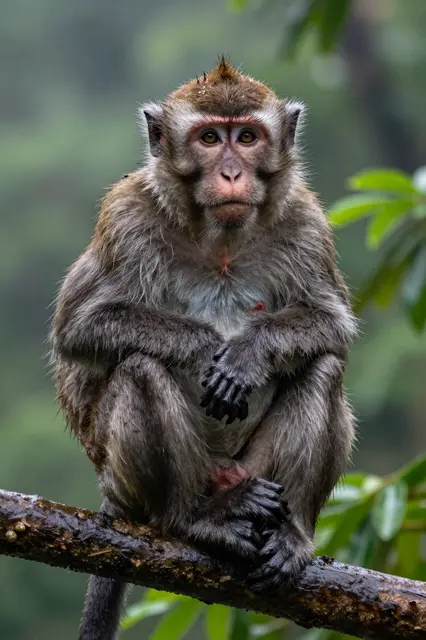 A wet long-tailed macaque sits huddled on a damp branch amid misty tropical rainforest foliage