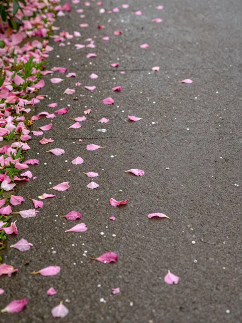 Rain-damp pink flower petals scattered across a dark paved garden walkway beside green foliage.
