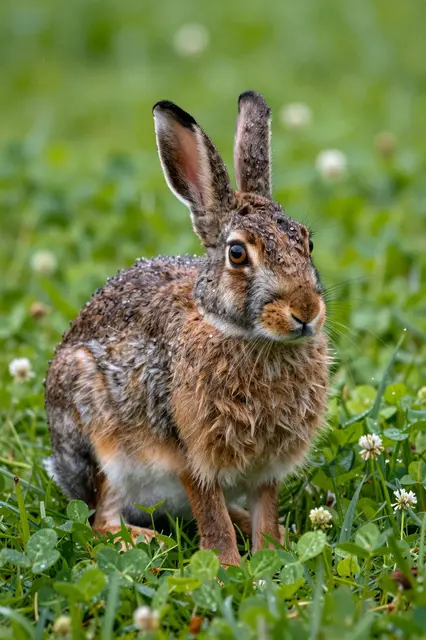 A wild brown rabbit sits crouched in green clover, with water droplets beaded on its fur after rain
