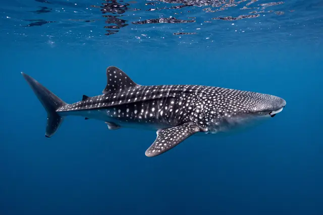 A spotted whale shark swims horizontally through clear deep blue ocean water near the surface.