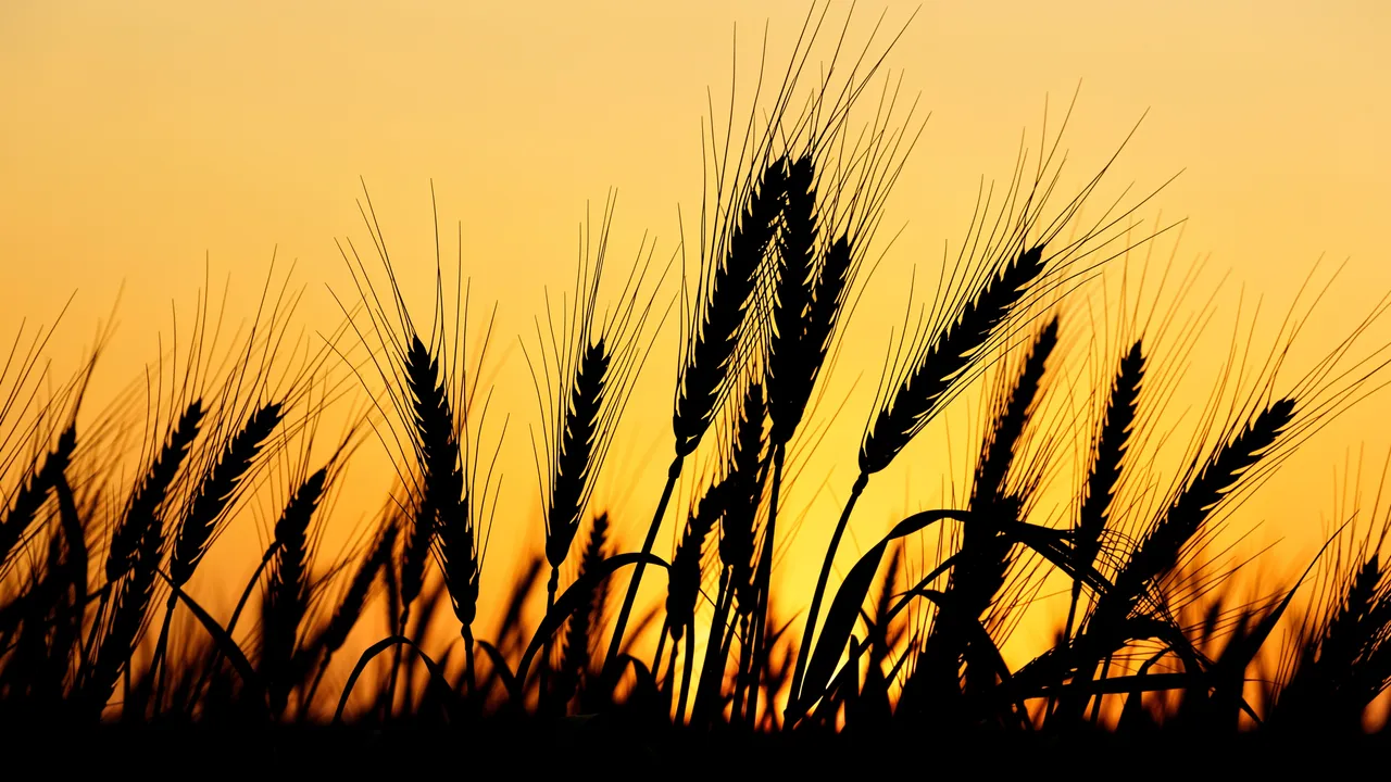 Black ripe wheat stalk silhouettes stand against a warm honey-orange evening sky.