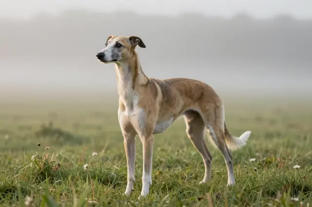 A whippet stands alert in a grassy wildflower field blanketed in soft dawn mist