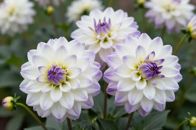 Close-up of white pompon dahlias with purple tips growing in a green garden setting
