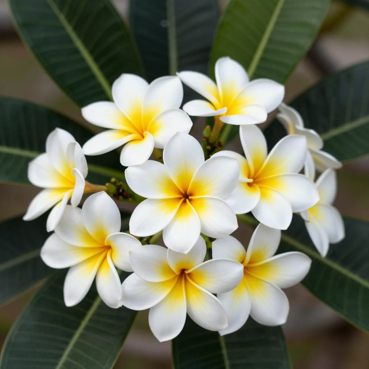 A cluster of white and yellow frangipani flowers surrounded by dark green veined leaves.