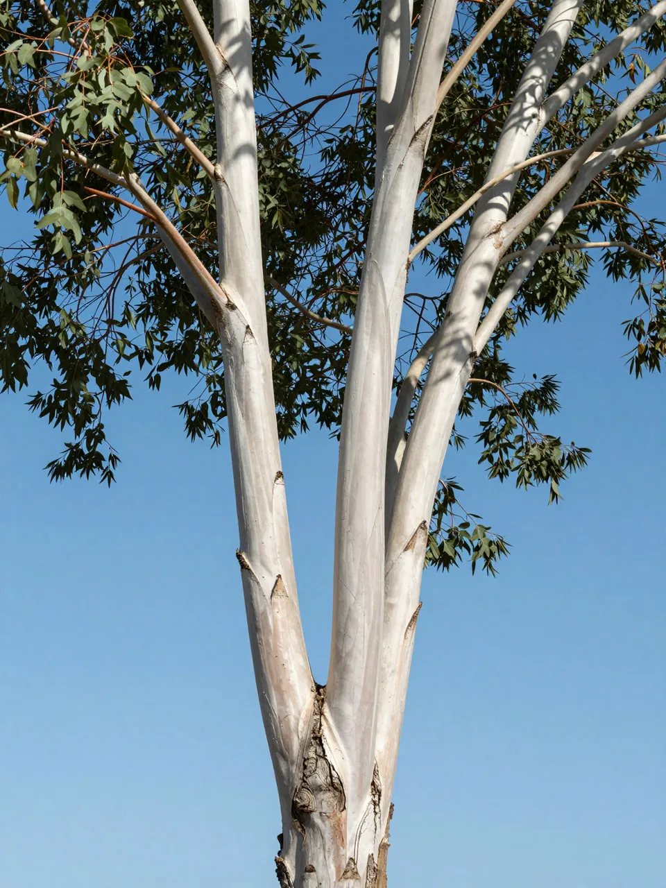 Smooth pale eucalyptus tree trunks and green leaves stand against a clear bright blue sky