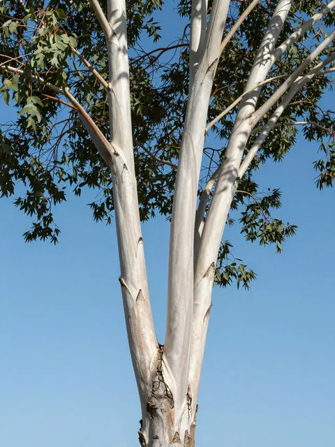 Smooth pale eucalyptus tree trunks and green leaves stand against a clear bright blue sky