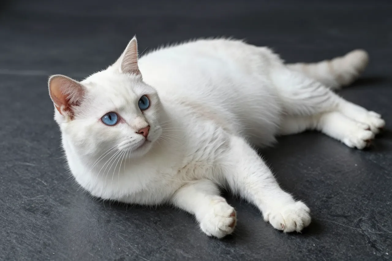 A fluffy white cat with bright blue eyes rests on a dark slate floor looking toward the camera