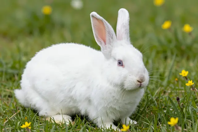 A fluffy white rabbit sits calmly in green grass dotted with small yellow spring flowers.