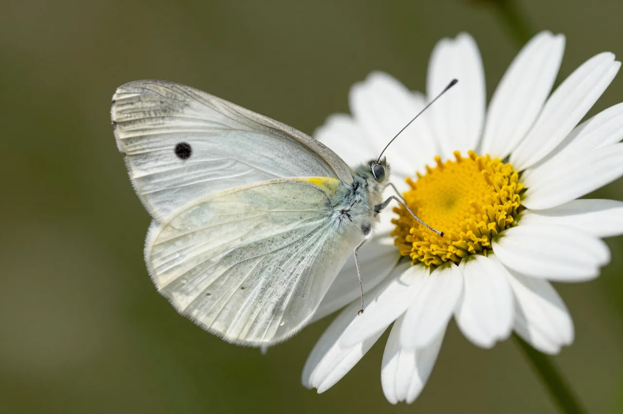 A small white pierid butterfly rests on the yellow center of an open white daisy flower