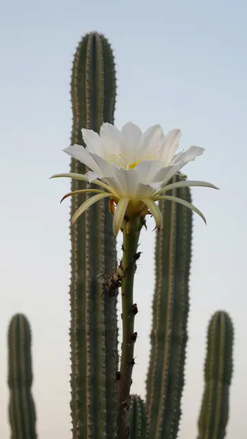 Large opening white cactus bloom sits atop columnar cacti against a pale hazy dawn sky