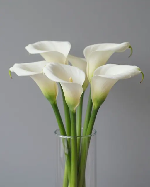 Bouquet of white calla lilies arranged in a clear glass vase against a plain gray background