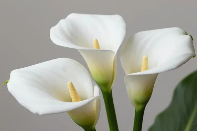 Three white calla lily blooms are arranged against a neutral gray background in soft even lighting