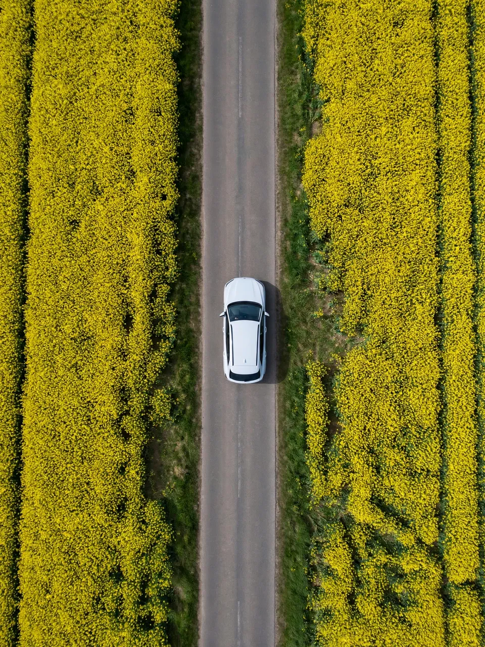 A top-down aerial view of a single white car parked on a straight narrow road flanked by bright yellow rapeseed fields