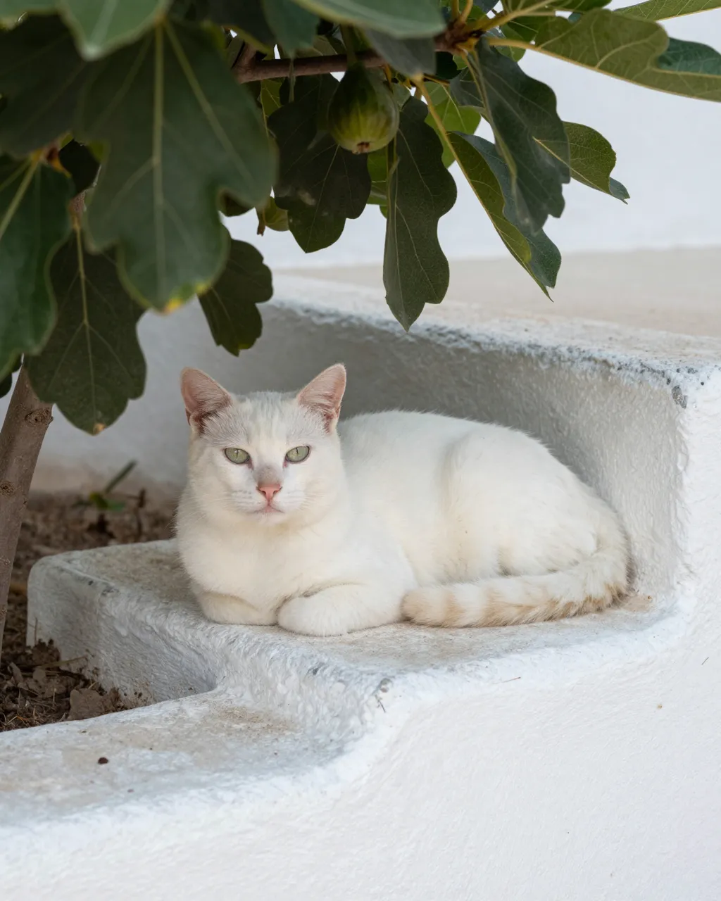 A white cat with pale green eyes rests calmly on a whitewashed stone step under a fig tree.