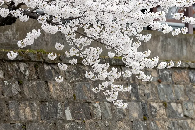 Delicate white cherry blossom branches spill over a weathered old stone wall