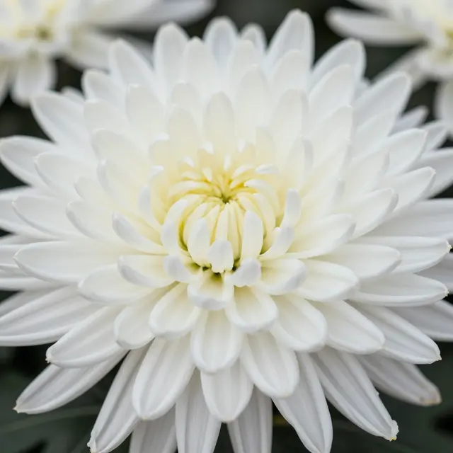 Close-up of a spiky-petaled white chrysanthemum with soft pale yellow center, blurred background blooms visible.