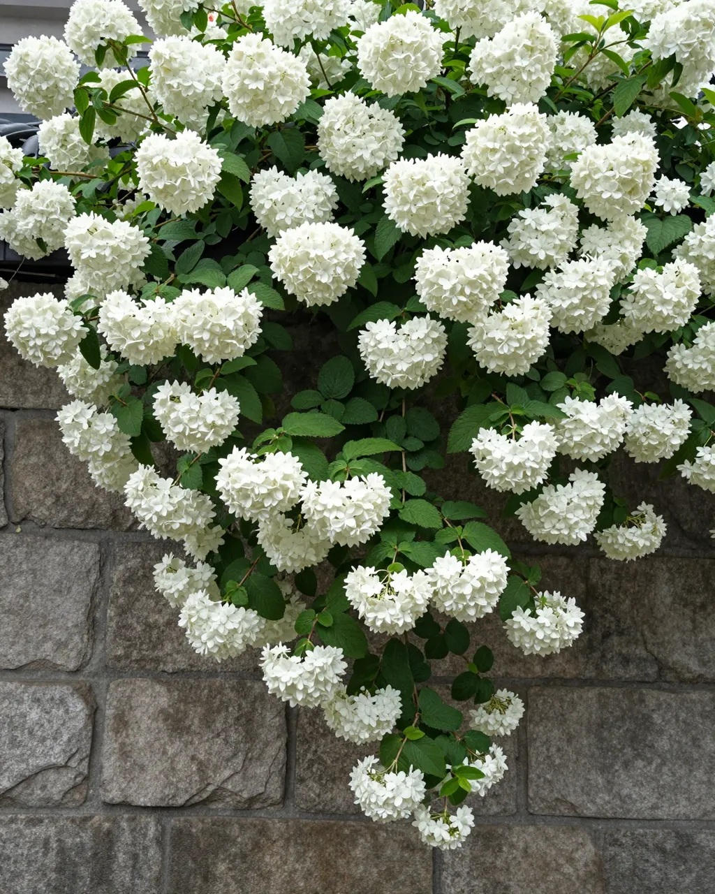 Dense white round hydrangea flower clusters drape over a rough old gray stone wall with green foliage.
