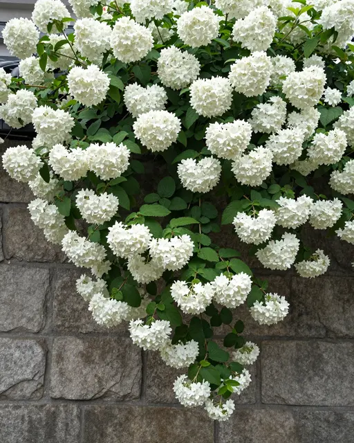 Dense white round hydrangea flower clusters drape over a rough old gray stone wall with green foliage.