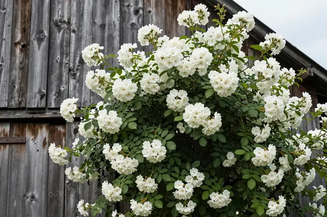 Rambling white rose blooms cover the weathered wooden wall of an old barn under overcast sky