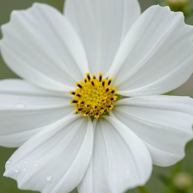 Close-up macro of a white cosmos flower with clear morning dew droplets on its petals