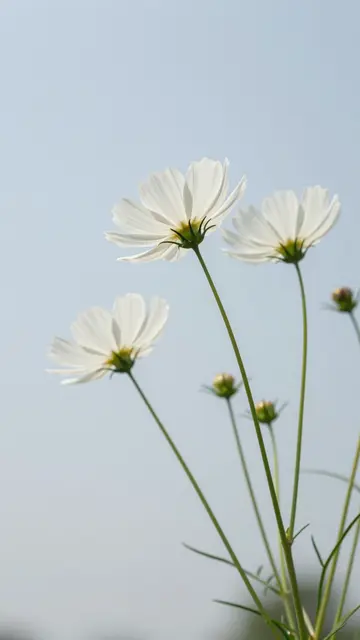 Low angle view of nodding white cosmos blooms and buds against a pale hazy light blue sky