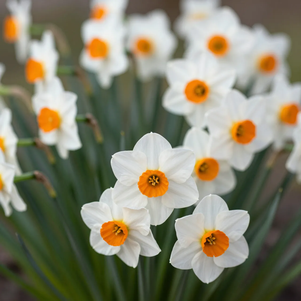 Close-up cluster of white daffodils with bright orange central cups in soft spring sunshine