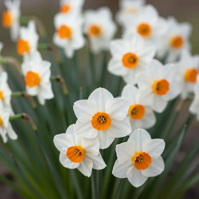Close-up cluster of white daffodils with bright orange central cups in soft spring sunshine