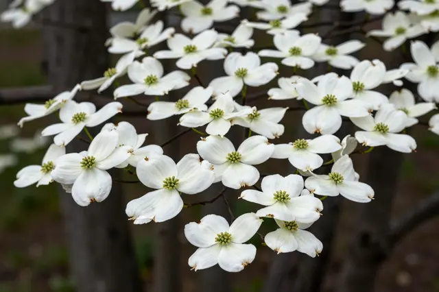 Sharp white dogwood flowers with notched petals cluster against a blurred dark woodland background