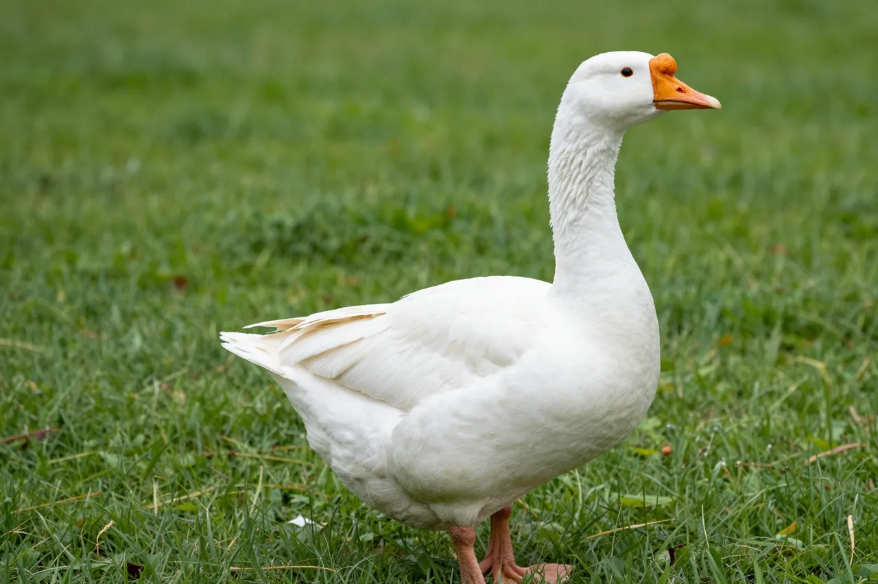 A white domestic goose with an orange beak stands upright in lush green grass