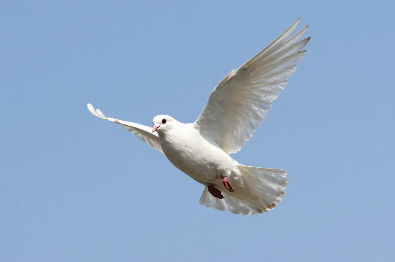 A white dove with spread wings flies against a clear light blue sky