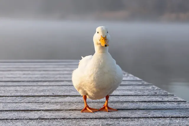 A white duck with an orange beak stands on a frosty wooden jetty beside misty lake water at sunrise.