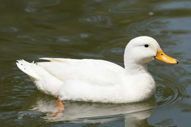 A white domestic duck with a bright orange beak floats on rippled green pond water.